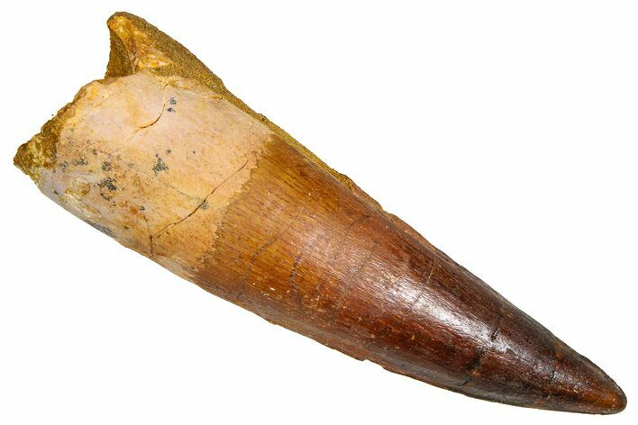 Fossil Spinosaurus Tooth - Real Dinosaur Tooth #380987
